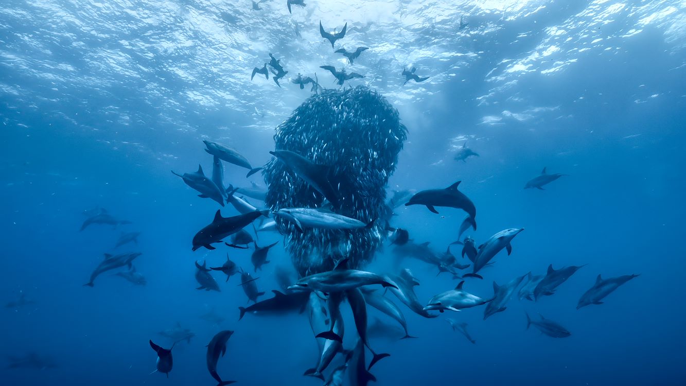 OCEAN-with-David-Attenborough_st_2_jpg_sd-low_Keith-Scholey-Silverback-Films-and-Open-Planet-Studios